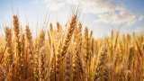 Government procured over 26 MT of wheat till May 20: Government data
