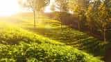 North Bengal producers demands to declare tea a national drink