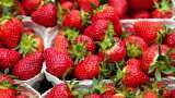 Erratic weather and climate change affect Kashmir&#039;s freshly harvested strawberries