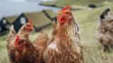 Australia reports first human case of H5N1 bird flu