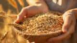 Wheat procurement at 262.4 LMT so far in marketing year 2024-25, surpasses previous year's figure: Consumer Affairs Ministry 