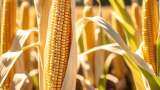 TBI Corn IPO opens for subscription: Here are key details to know about the issue