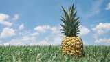 India exports high-quality pineapples to UAE
