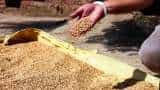 India has ample wheat stocks, no plans to alter import duty, says government