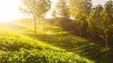 North Indian tea output may be hit by 60 million kgs till June