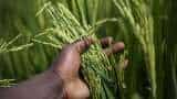 Government permits 2,000 tonnes non-basmati white rice exports to Malawi, Zimbabwe