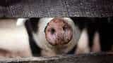 3,350 pigs killed by African Swine Fever disease mizoram aizwal animal husbandry veterinary 