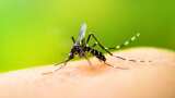 Monsoon brings surge in dengue cases: Doctors advise caution, early detection