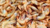 Kerala government convenes meeting to discuss US shrimp export ban
