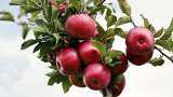 AFFI demands 100% duty on import of apples