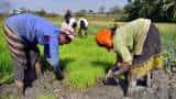 India's kharif crop sowing outpaces previous year figures; paddy, pulses, oilseeds all leading