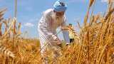 Wheat stock limits revised for wholesalers, retailers, big chain operators, processors 