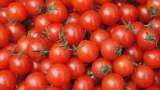 Tomato Price Rise: Centre starts selling tomatoes at subsidised rate - Check rates