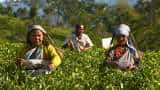 DTA urges Union Commerce ministry to ensure quality checks for tea from Nepal