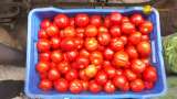 Retail tomato prices drop 22% after October surge as supply strengthens