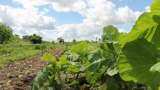 India signs $98 million loan agreement with Asian Development Bank to boost horticulture productivity
