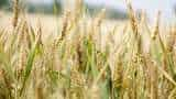 Centre further tightens wheat stock limit for wholesalers, retailers & processors