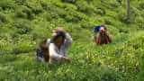 Kenya reports surge of tea export volumes, earnings in 2024