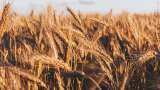 Budget 2025 Expectations: Farming allocation likely to be increased by 10-12%