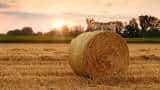 India's farm sector has clocked robust growth on the back of govt schemes: Economic Survey