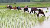 Fertilizer stocks gain up to 4% as Budget targets agri-productivity boost