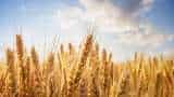Government tightens wheat stock limit for traders, retailers to keep prices under control Government tightens wheat stock limit for traders, retailers to keep prices under control