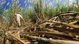 Government announces modified ethanol scheme to boost year-round production at cooperative sugar mills