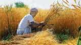 Cabinet approves wheat procurement in UP from March 17 to April 25
