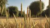 Trading in wheat, chana, mustard seeds, 4 other agri commodities suspended for additional year—Key things to know 