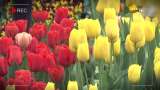 Asia&#039;s largest Tulip Garden set to open for visitors in Kashmir | Jammu and Kashmir