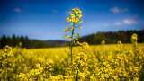 India eyes Chinese market as global rapeseed meal prices surge