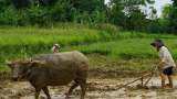 Agri &amp; Farmer Income: Own Murrah or Jafarabadi buffalo? This state offers up to Rs 90,750/animal subsidy