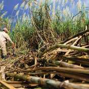 A sugar company declares 200% dividend; here’s how it has been treating investors