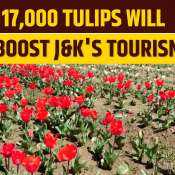 Jammu and Kashmir Boosts Tourism By Planting 17,000 Tulips in Udhampur