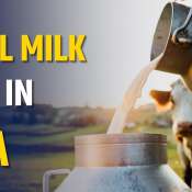 Amul Partners with Michigan Milk Producers Association to Launch Fresh Milk in America