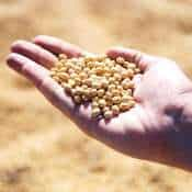 Government eases soybean moisture norms for farmers