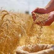 Wheat procurement to begin in UP soon, MSP set at Rs 2,425 per quintal