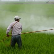 India's agrochemical exports set for moderate rebound in FY25: Rubix report
