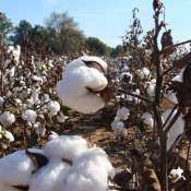 Commodities Live: Will import duty on cotton come to an end?