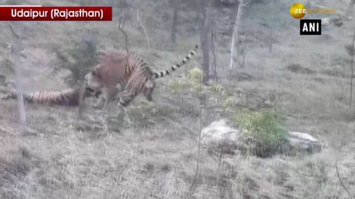 Tiger kills tigress after breaking barrier between enclosures in Udaipur