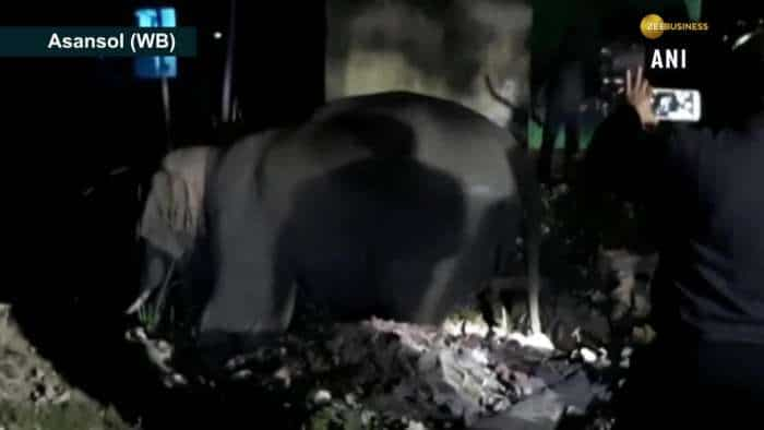 Two trampled to death by elephant in West Bengal’s Asansol 