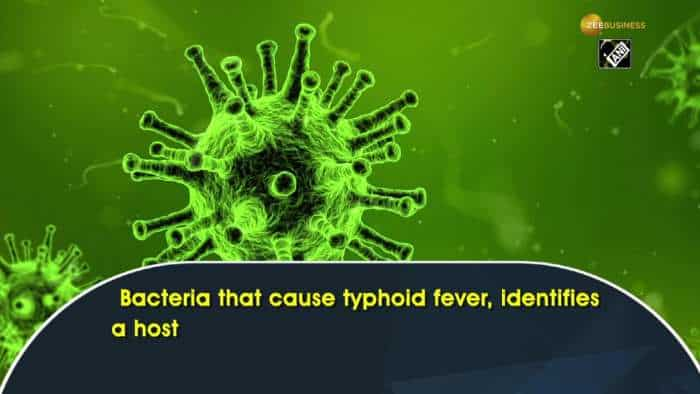 Researchers uncover key details how bacteria causing typhoid fever identifies host&#039;s immune cells