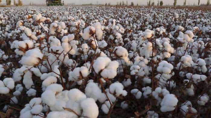 Cotton: Today Latest News, Photos, Videos about Cotton - Zee Business