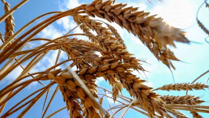 Wheat Export Ban: Government directs regional authorities to issue registration of contracts to wheat exporters