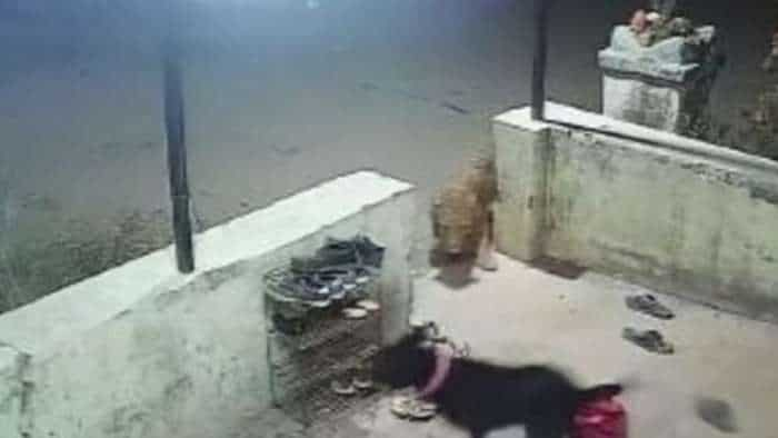 Pet Dog Killed By Leopard In Maharashtra, Attack Caught On CCTV, Watch This Report For Details