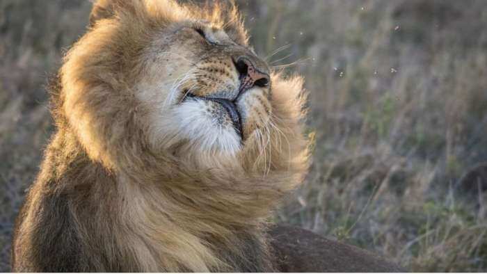 World Lion Day 2022: Enjoy jungle safari in Gir forest, home of Asiatic Lions - How to book and price 