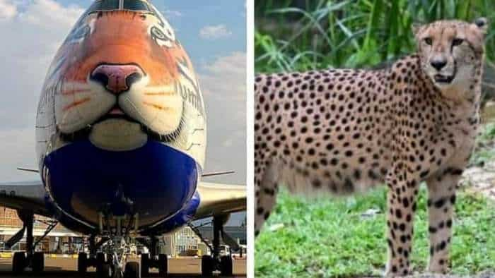 Watch: Special Aircraft To Get Eight Cheetahs From Namibia; First Batch Lands In India Tomorrow