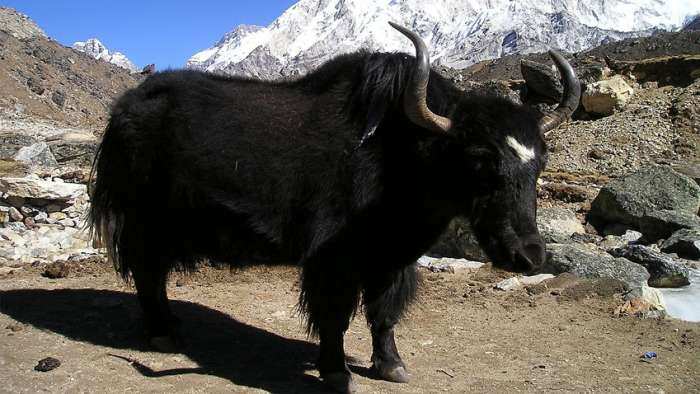 Himalayan Yak Food Animal Tag FSSAI Himalayan yak Scientific name benefits of yak milk