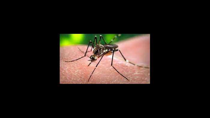 Preventing Post-Flood Diseases: Dengue and Malaria Precautions