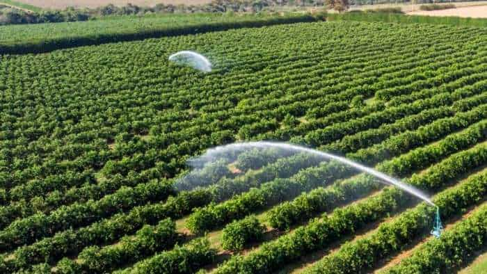 Why is Local Agrochemical Market Strengthens, Outperforms Global Demand